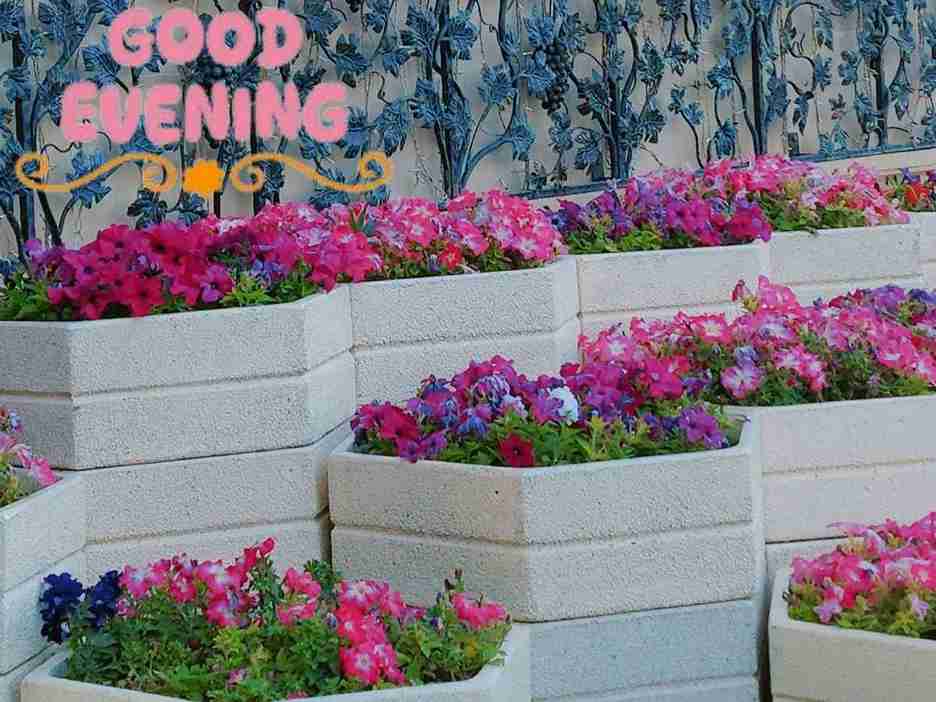 A garden of blooming flowers with the message "good evening"