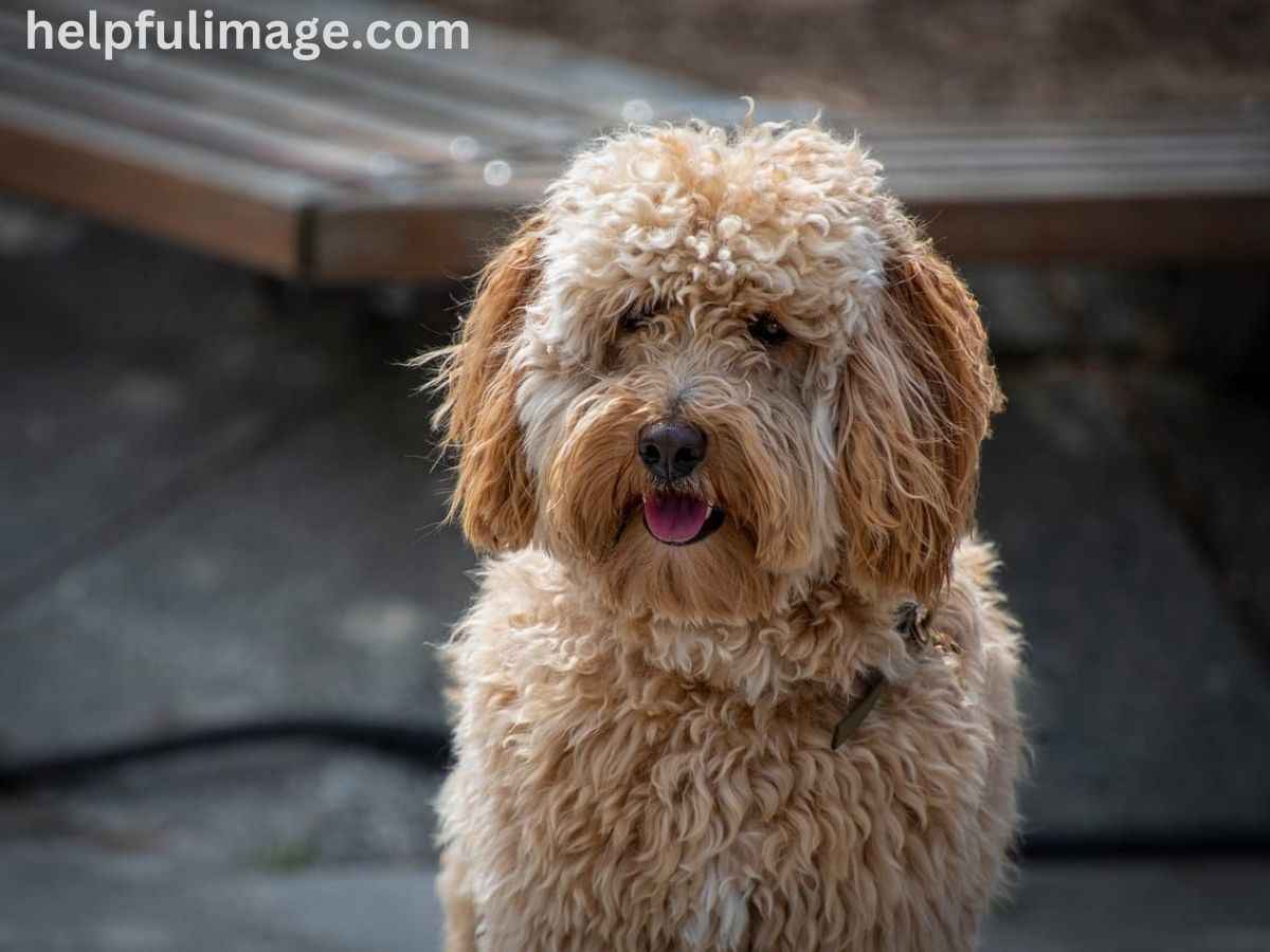 A shaggy australian labradoodle with a long, curly coat, showcasing its playful and friendly demeanor.