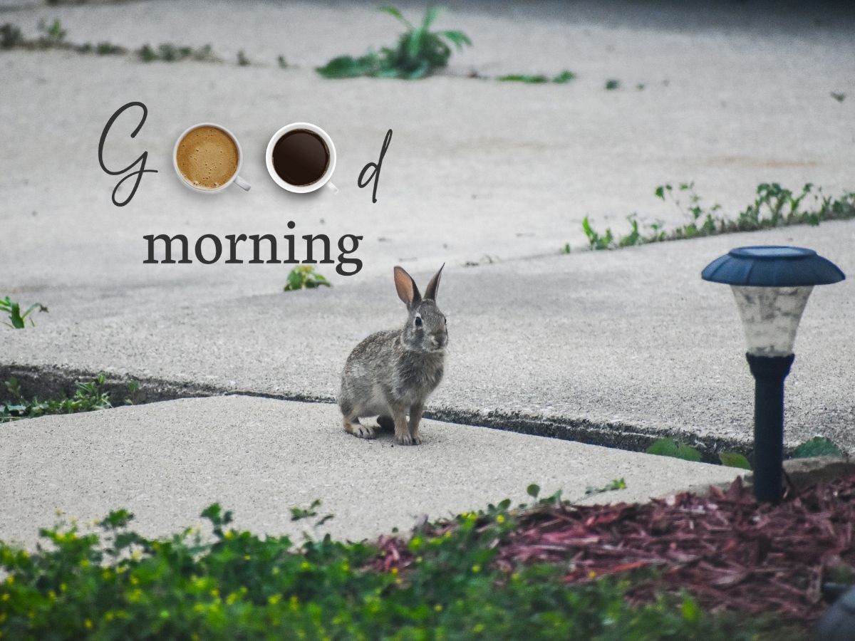 Good Morning Rabbit Image illustrating a playful rabbit with a sunrise backdrop, representing a vibrant and happy morning