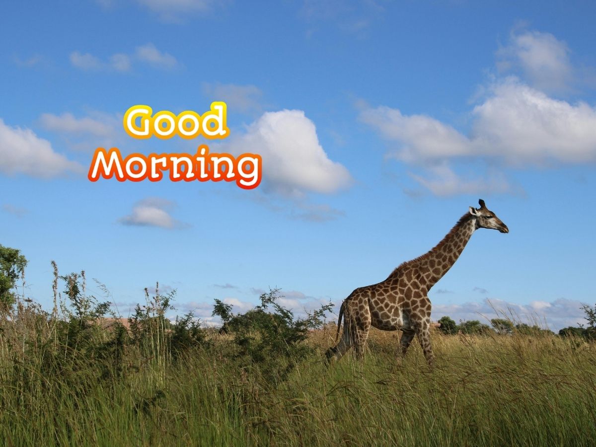 Good morning giraffe image showcasing a playful giraffe with a bright smile, inviting a joyful start to the day