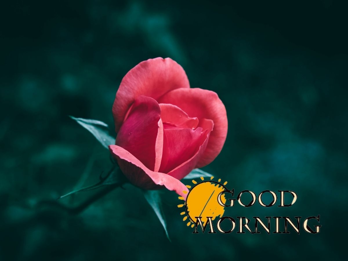 A romantic Good Morning Wishes For Heart And Rose Image with elegant text and floral design