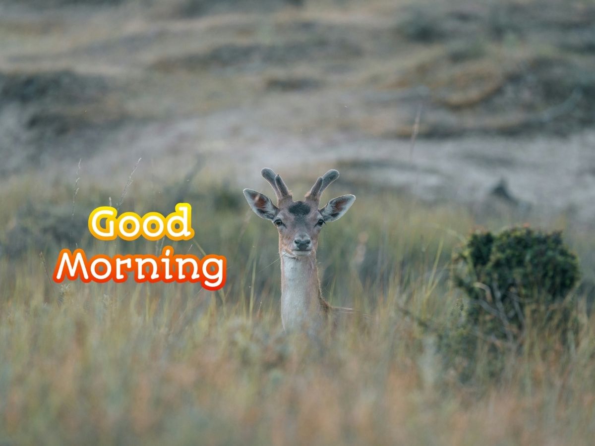 A serene morning scene featuring a deer in a tranquil forest setting embodying the essence of a peaceful start to the day Good Morning Deer Images and GIFs