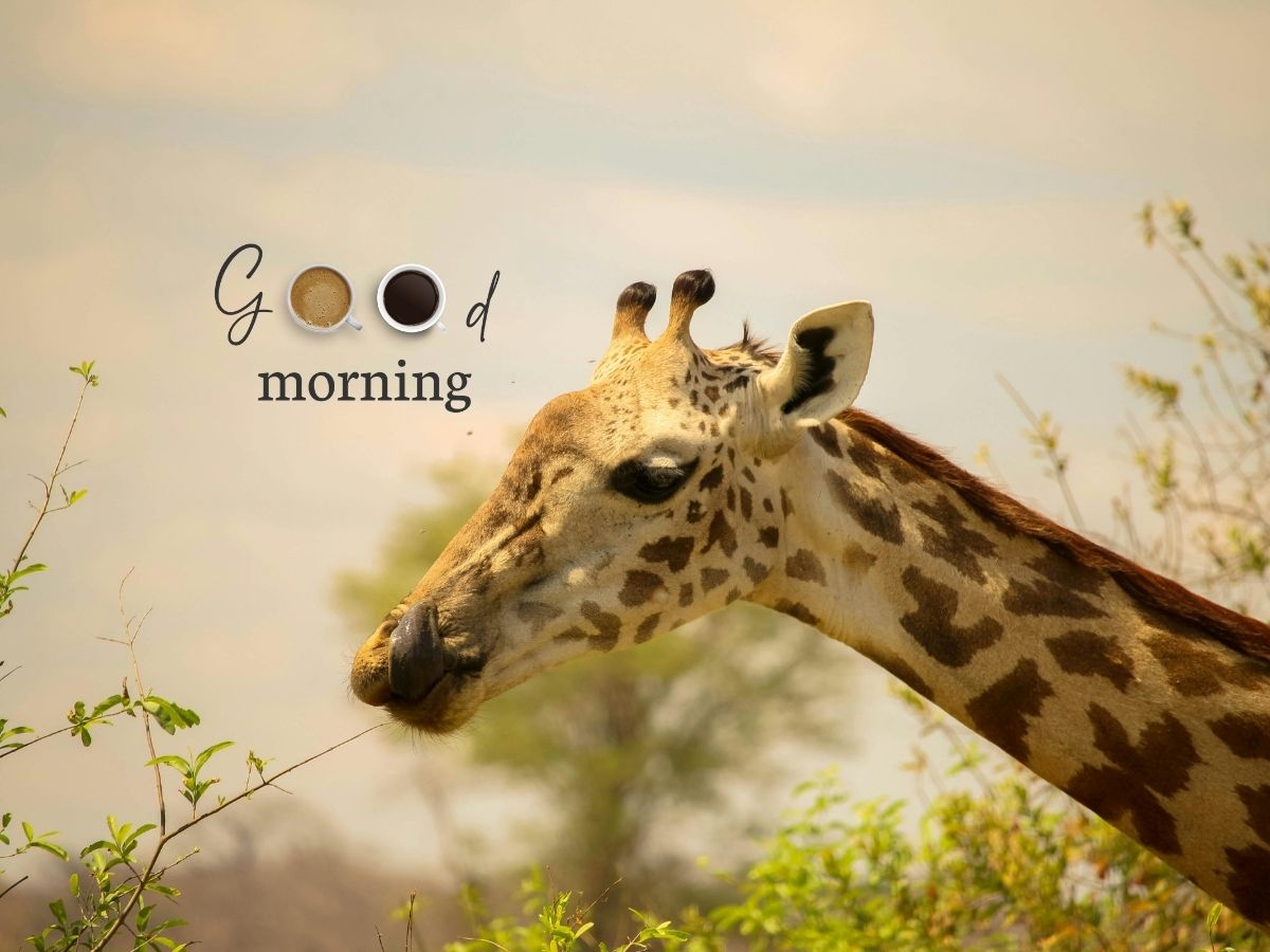 A cheerful giraffe standing in a sunny landscape, greeting the morning with a bright expression. Good Morning Giraffe Images