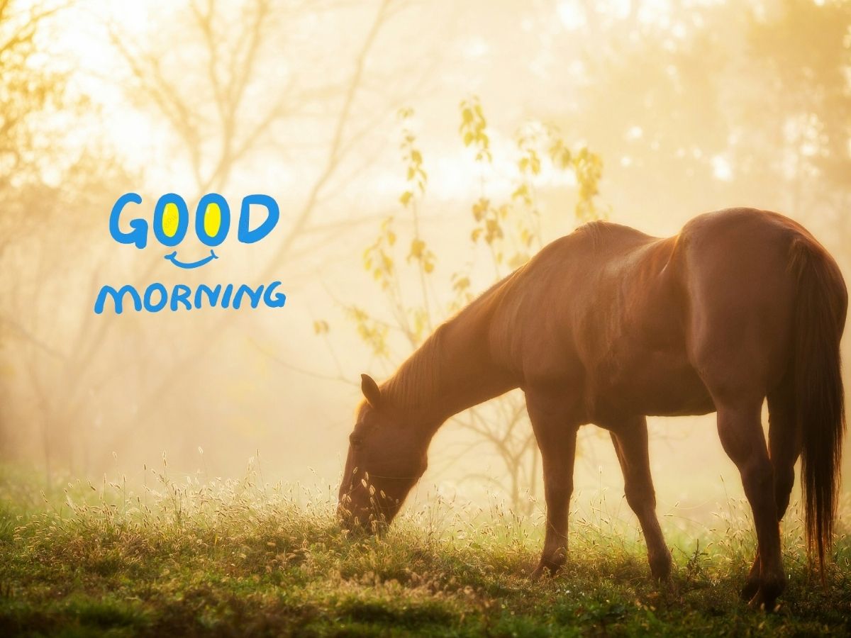 Good morning horse image featuring a serene horse in a lush green field at sunrise, evoking a peaceful morning vibe