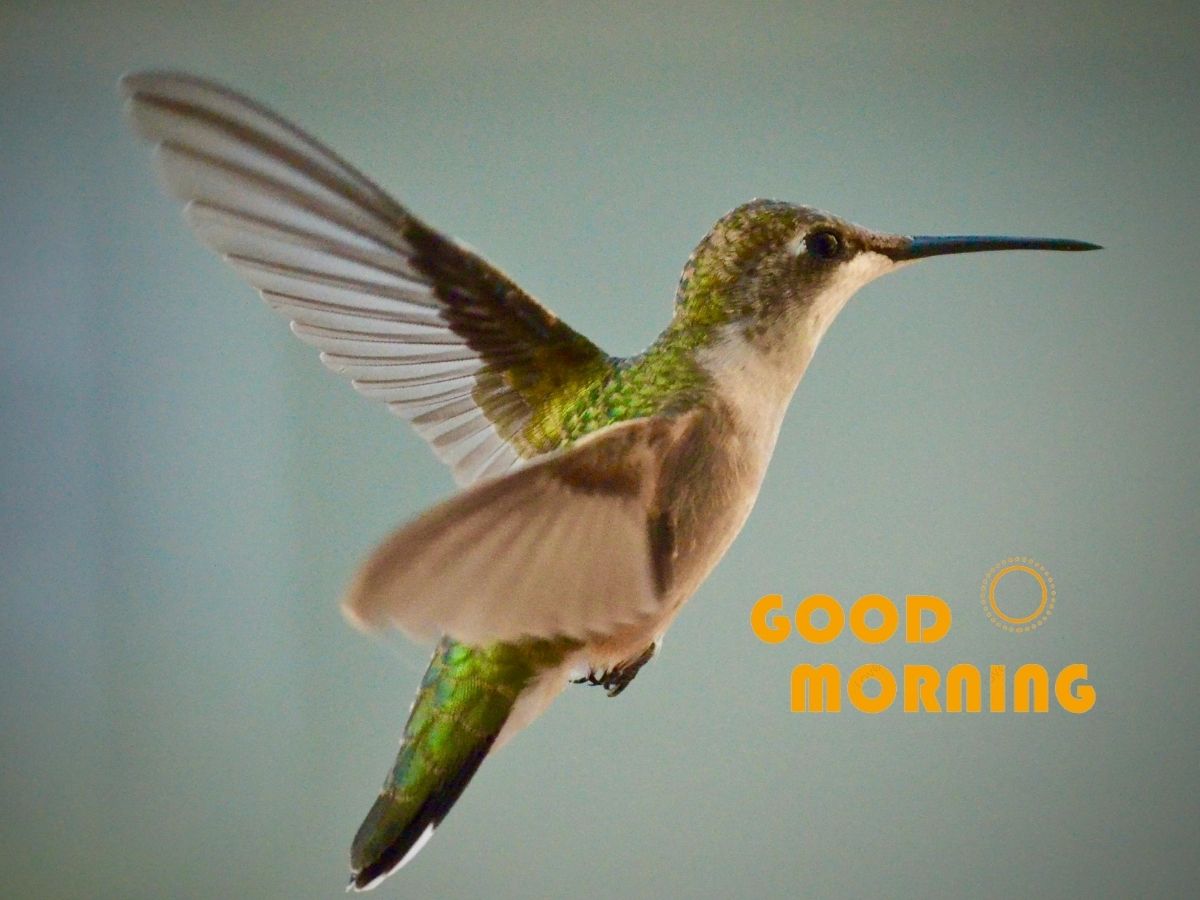 A lively image of a hummingbird in midflight set against a backdrop of morning blossoms for a refreshing start to the day Good Morning Hummingbird Images