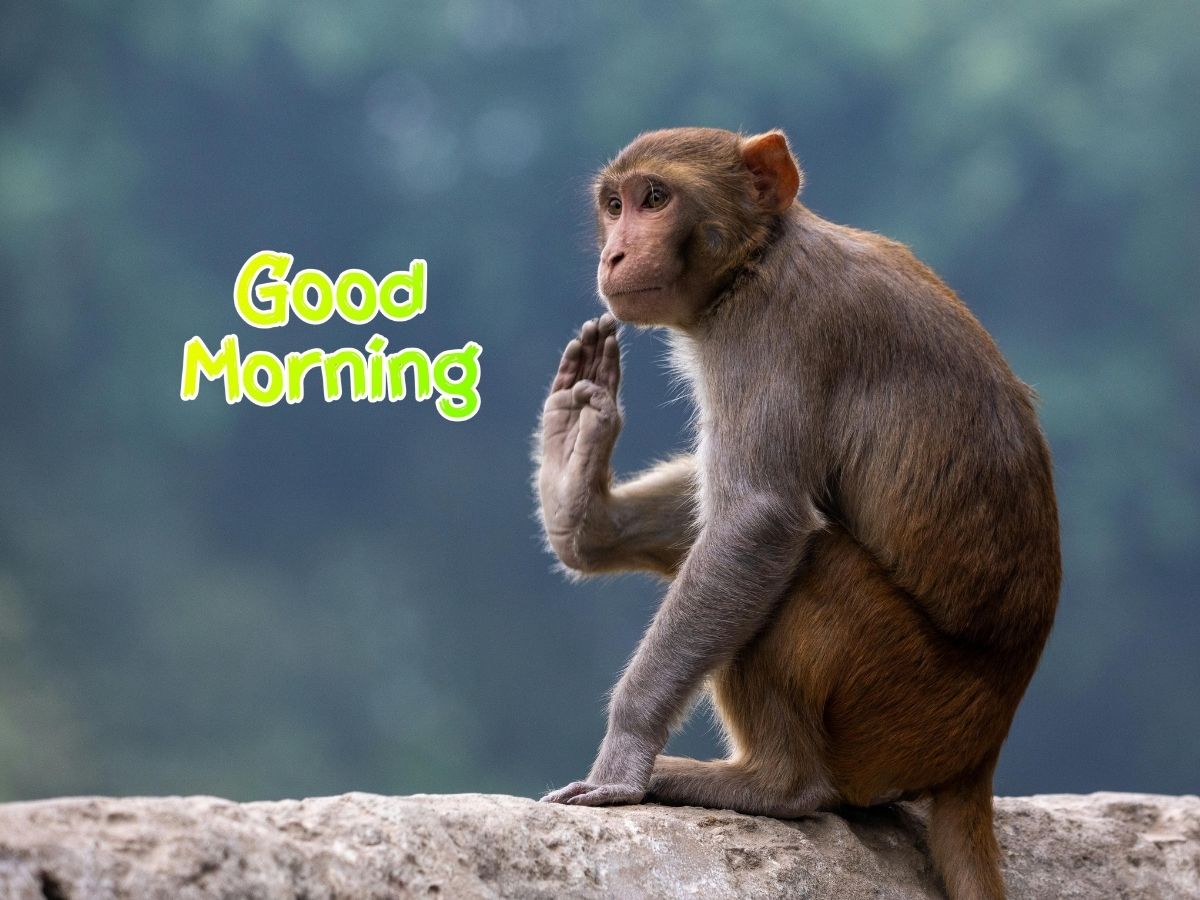 A monkey perched on a rock displaying the words Good Morning adding a playful touch to the morning scene Good Morning Monkey Image