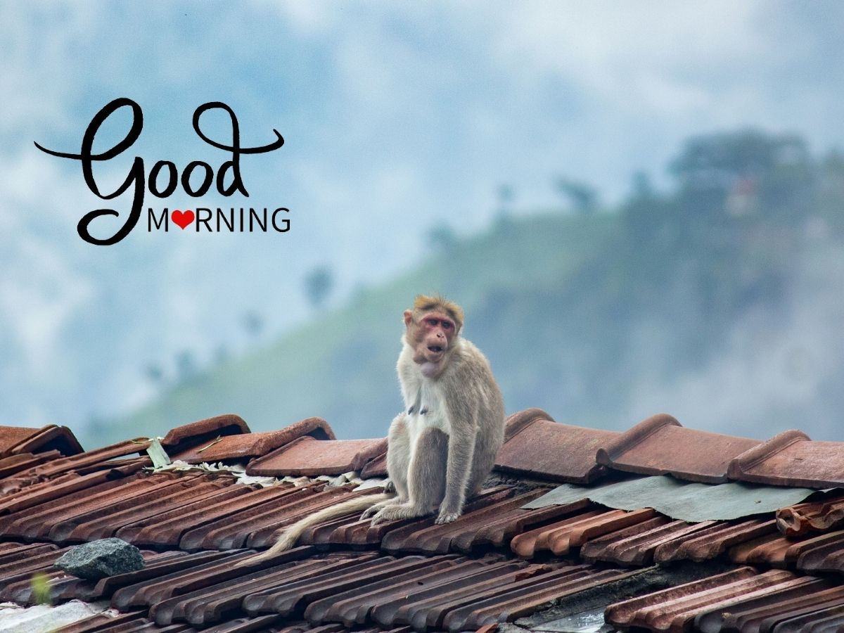 Good Morning Monkey Image featuring a cheerful monkey surrounded by vibrant colors and playful designs for a lively wallpaper.