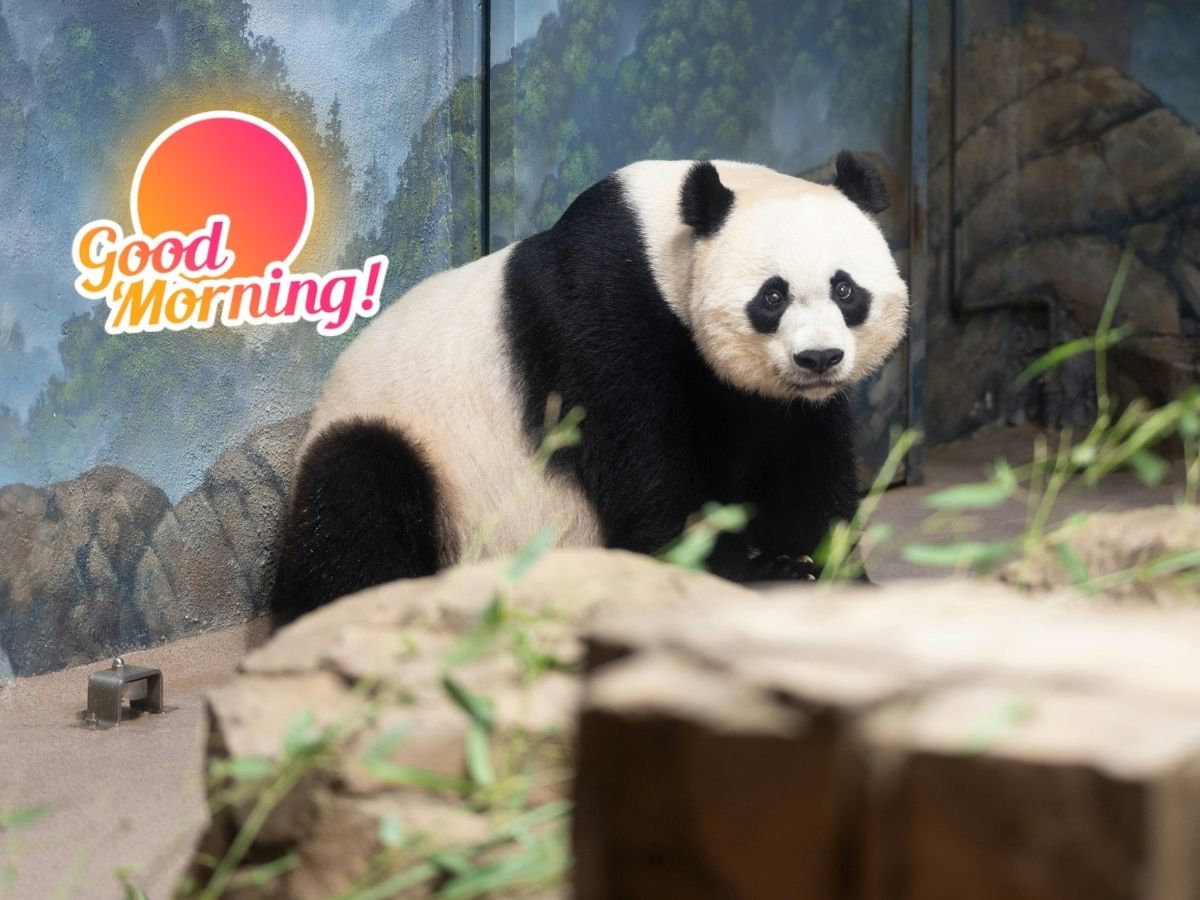 A panda bear sitting in green grass surrounded by leaves enjoying a peaceful moment in its natural habitat Good Morning Panda Images and GIFs