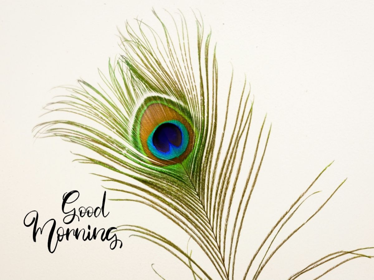 Vibrant peacock feather with a morning light backdrop, symbolizing a fresh start and beauty of the day. Good Morning Peacock Images