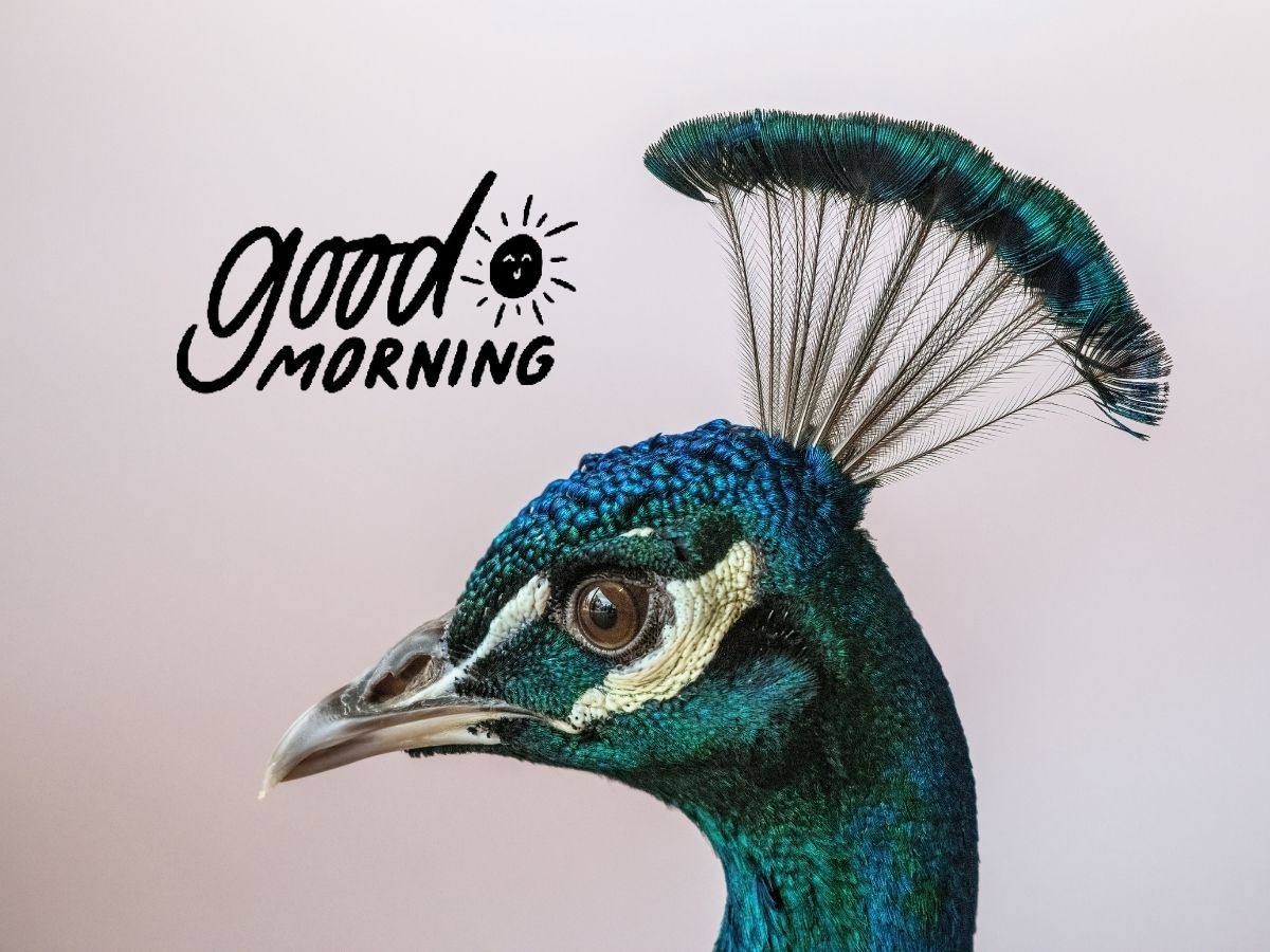 Good Morning Peacock image depicting a peacock elegantly fanned out highlighting its iridescent feathers in the morning light