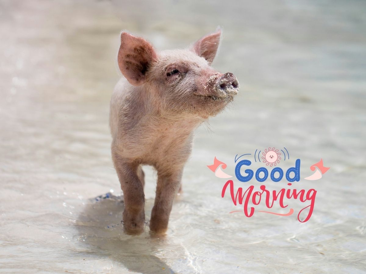 A small pig on gravel paired with Good Morning text presenting a charming and friendly morning scene Good Morning Piggy Images