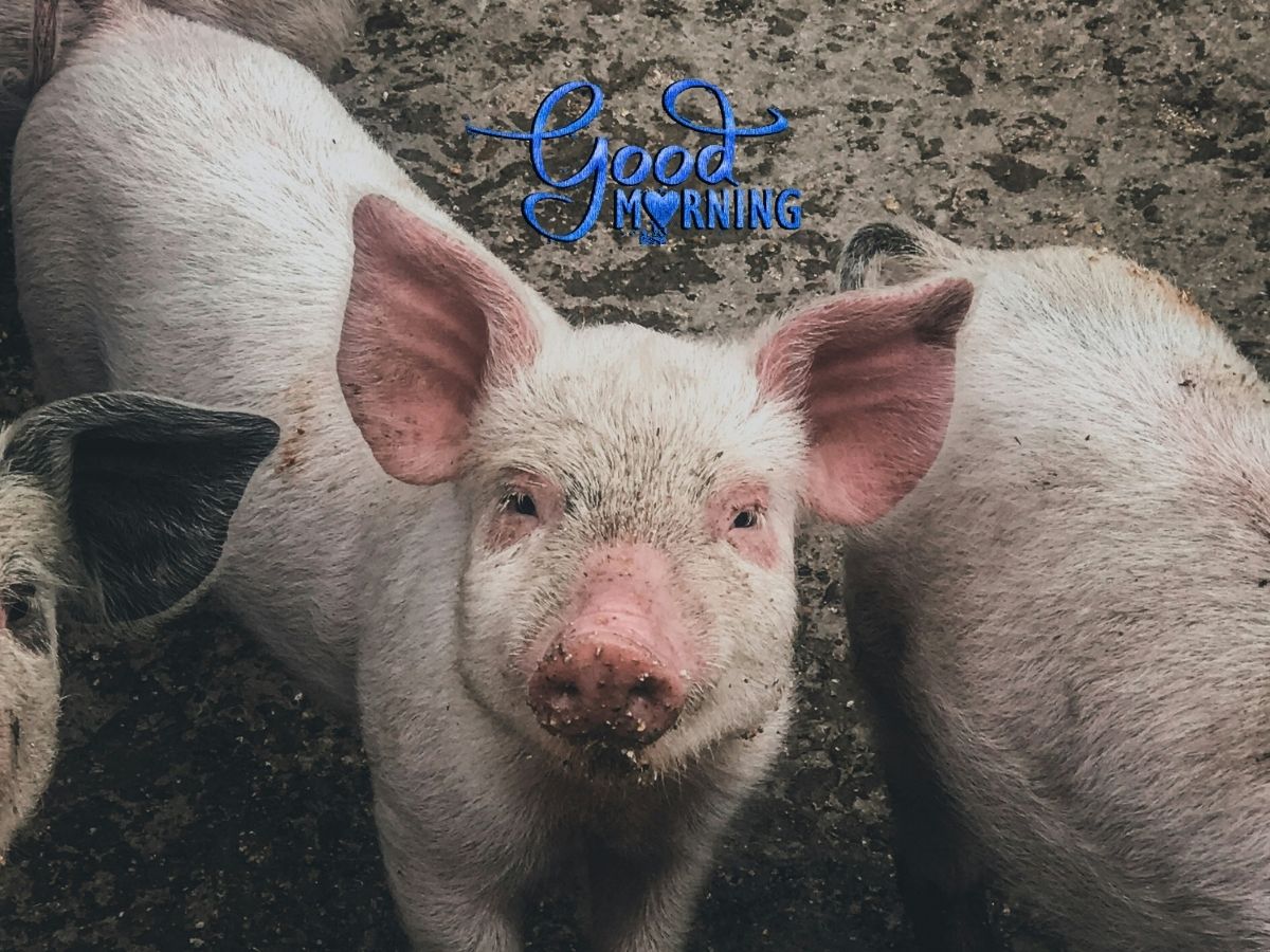 A cute pig on a gravel surface featuring the words Good Morning adding a delightful touch to the image Good Morning Piggy Images