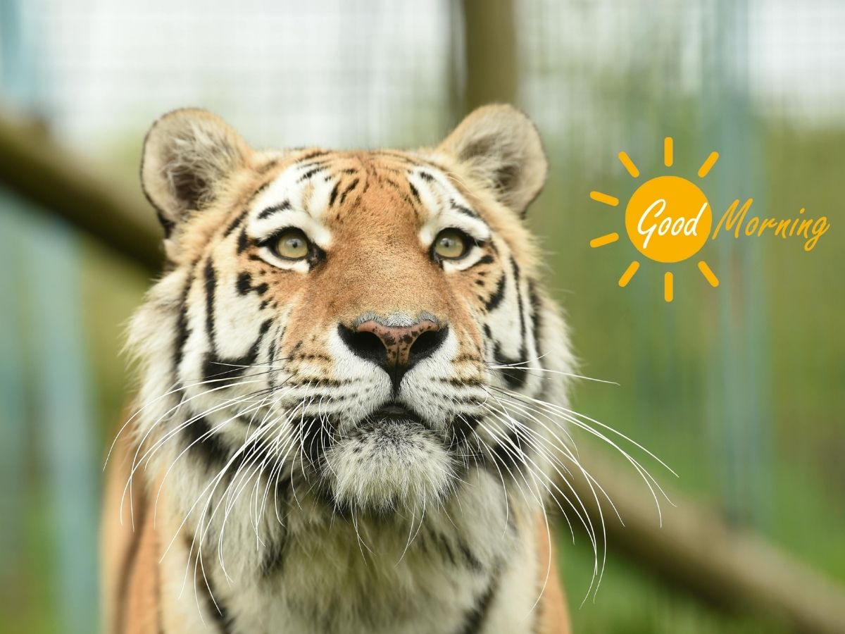 Good Morning Tiger image shows a lively tiger basking in the warm glow of a sunrise symbolizing a fresh start