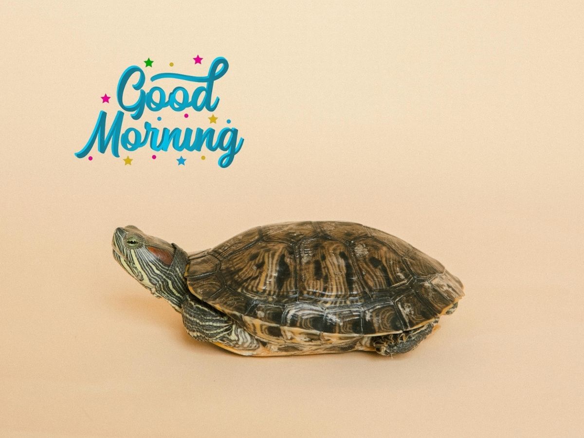 A charming turtle welcoming the morning surrounded by nature embodying a peaceful and uplifting atmosphere Good Morning Turtle Image and GIF