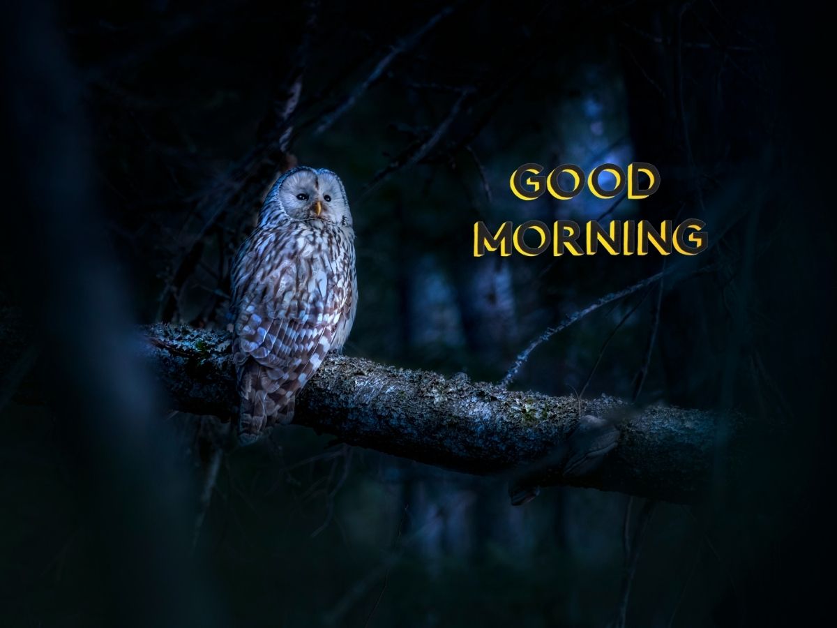 Wallpaper featuring a cheerful owl with a "Good Morning" message, set against a colorful, whimsical background.