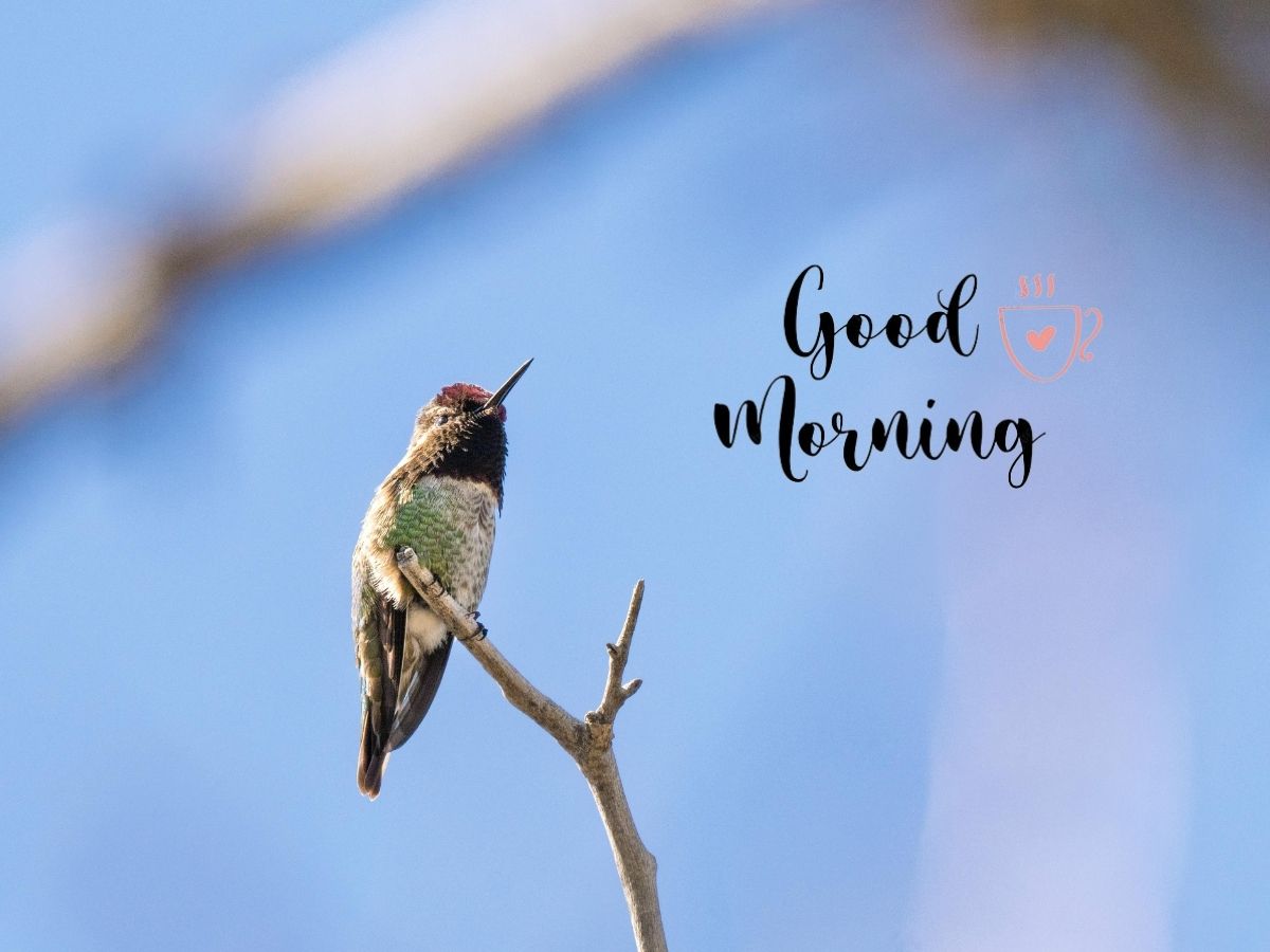 Good Morning Hummingbird image showing vibrant birds enjoying a peaceful morning view