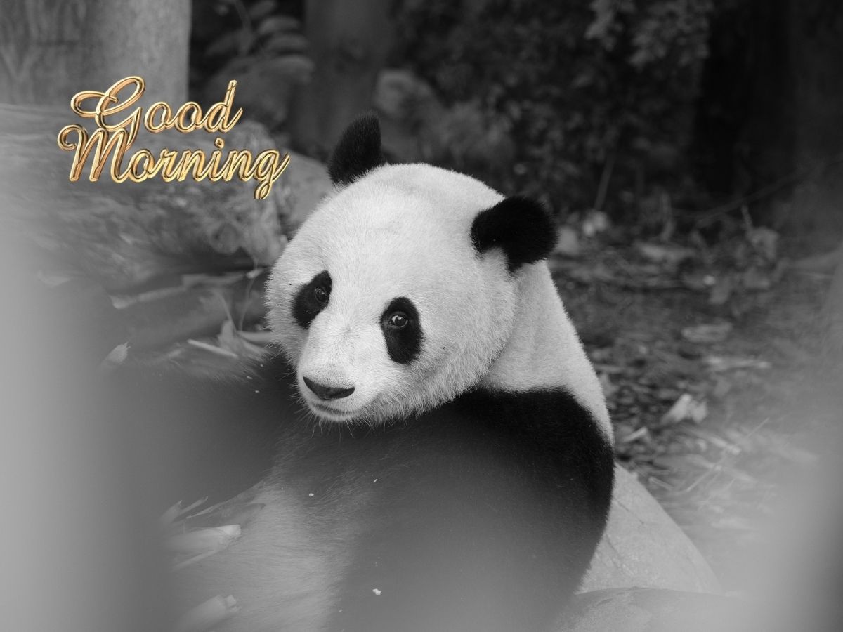 A panda bear resting on a wooden bench in a zoo capturing a calm moment in its daily routine Good Morning Panda Image GIF