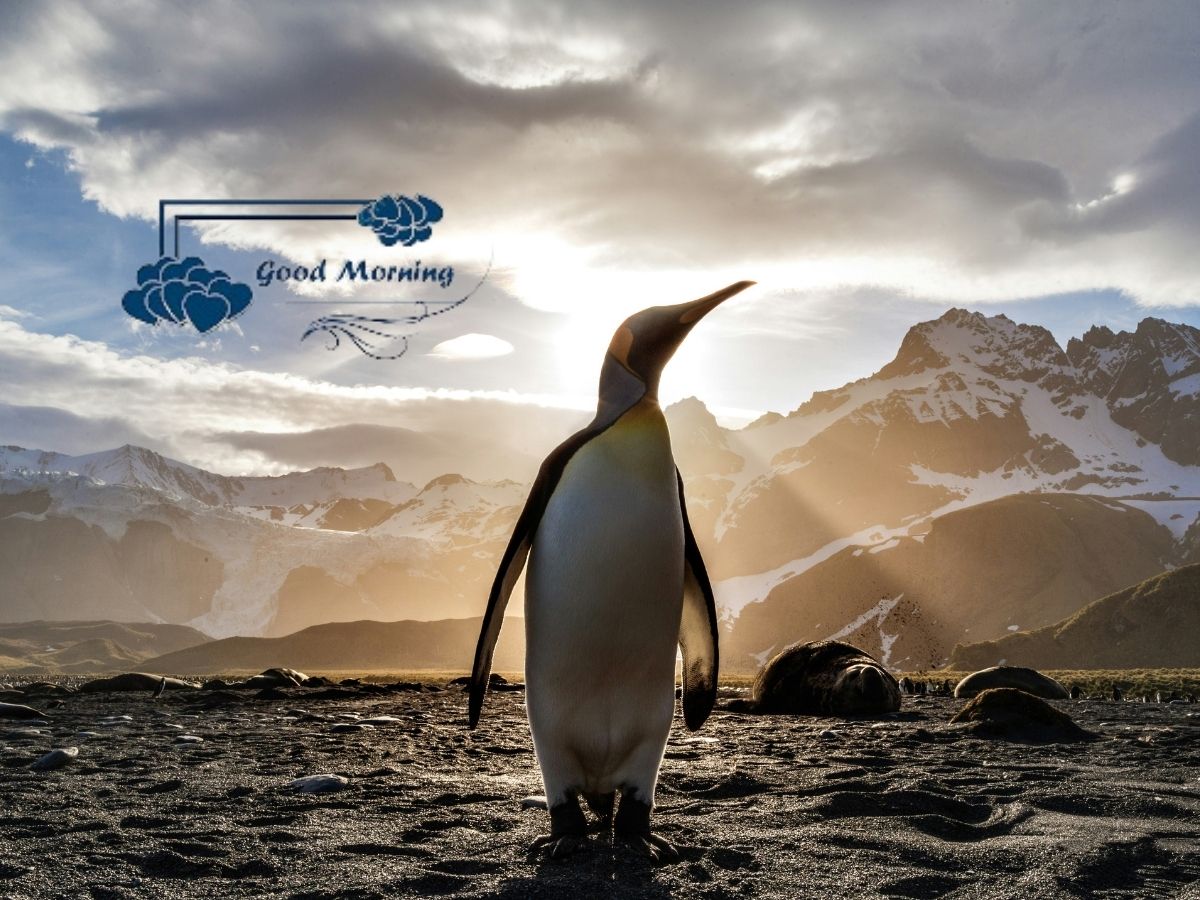 A penguin stands on a beach overlooking mountains in the distance embodying a tranquil morning atmosphere Good Morning Penguin Images