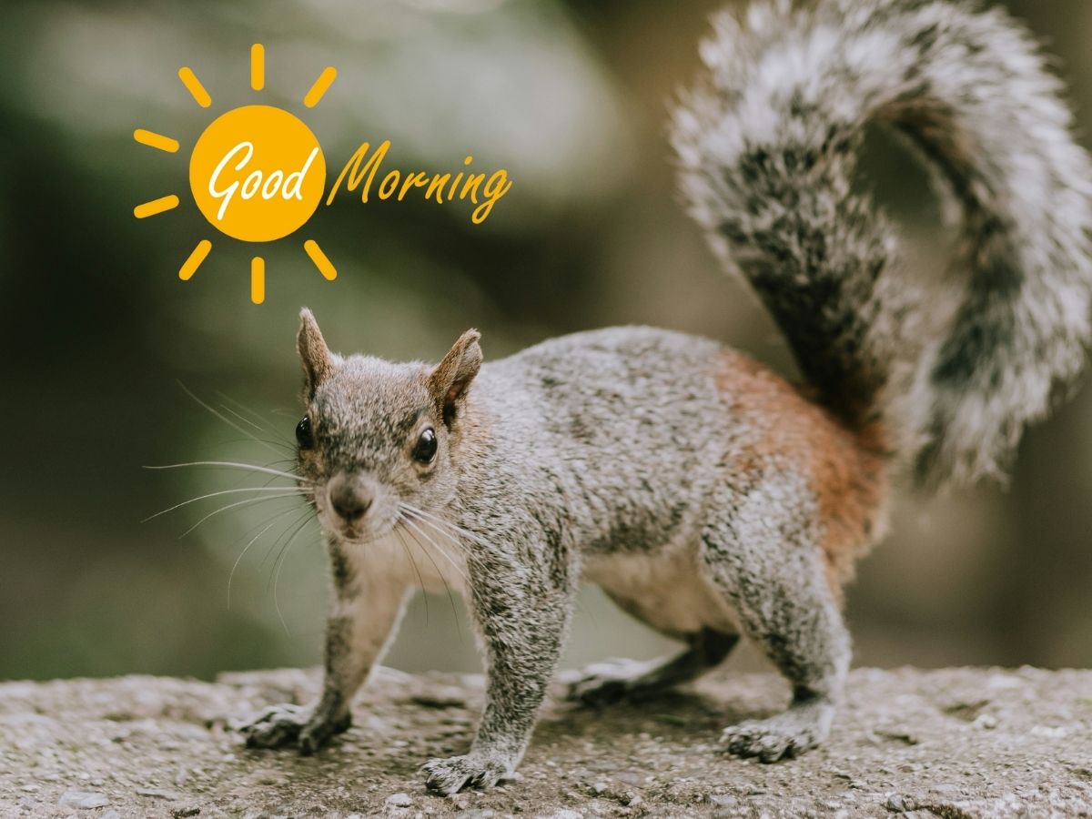 A cheerful squirrel perched on a branch greeting the morning sun with a bright expression Good Morning Squirrel Images