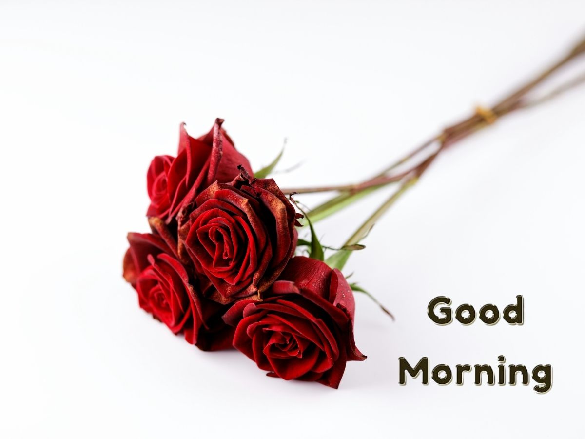 A beautiful rose wallpaper with a Good Morning message featuring vibrant colors and a heart design Good Morning Wishes For Heart And Rose Images